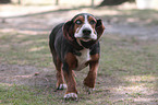 running Basset Hound