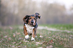 running Basset Hound
