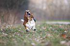 running Basset Hound