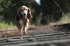 Basset Hound on railway track