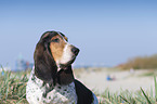 Basset Hound Portrait
