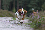 running Basset Hound