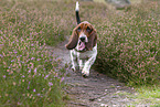 walking Basset Hound