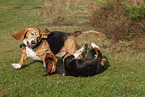 2 Basset Hounds
