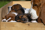 Basset Hounds
