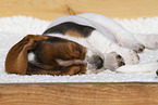 Basset Hound puppy