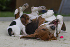 Basset Hounds
