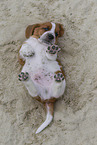 Basset Hound puppy