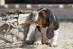 Basset Hound puppy