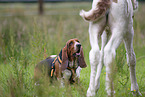 dog and horse