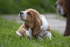 Basset Hound Puppy