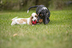 Basset Hounds