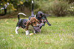Basset Hounds