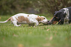 Basset Hounds