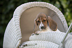 Basset Hound Puppy