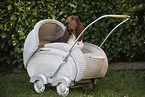 Basset Hound