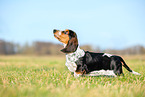 Basset Hound puppy