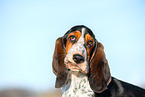 Basset Hound puppy