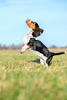 Basset Hound puppy