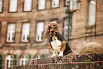 Basset Hound