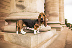 Basset Hound