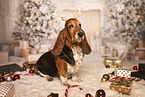 Basset Hound