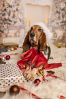 Basset Hound