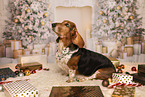 Basset Hound