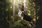 Basset Hound