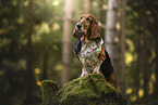 Basset Hound