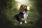 Basset Hound