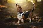 Basset Hound