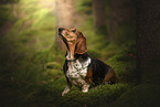 Basset Hound