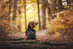 Basset Hound