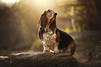 Basset Hound