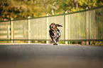 Basset Hound