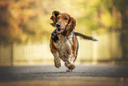 Basset Hound