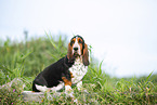 Basset Hound
