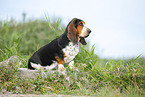 Basset Hound