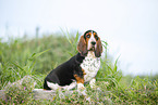 Basset Hound