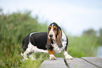 Basset Hound