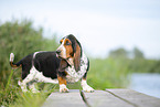 Basset Hound