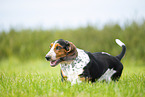 Basset Hound