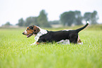 Basset Hound
