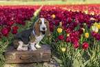 Basset Hound in a tulip field