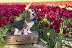 Basset Hound in a tulip field