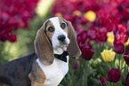 Basset Hound in a tulip field