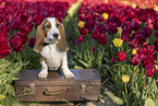 Basset Hound in a tulip field