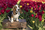 Basset Hound in a tulip field
