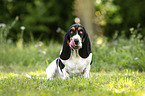 Basset Hound